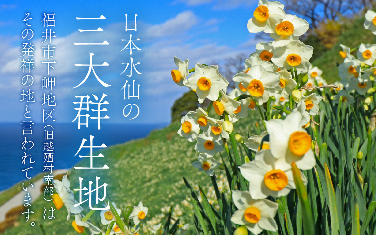 
            【先行予約】福井の冬の風物詩、厳冬の日本海に向かって咲く「越前水仙」2025年12月中旬より順次発送 [A-159004] 
          