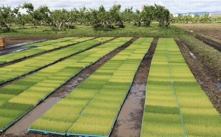 【令和7年産】岐阜市産 ハツシモ 白米 5kg【2.5kg×2P】 お米 コメ 5キロ 岐阜市/農事組合法人　下城田寺営農[ANEP003]