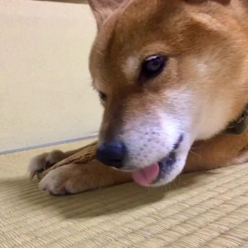 鹿の角（Ｓサイズ×2本）京都丹後産　ペット犬用おやつ　ドッグガム