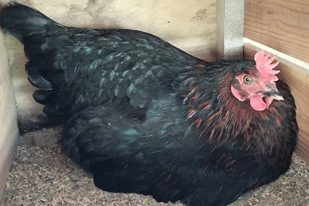 ネラの極み 卵 たまご 30個（10個×3パック）