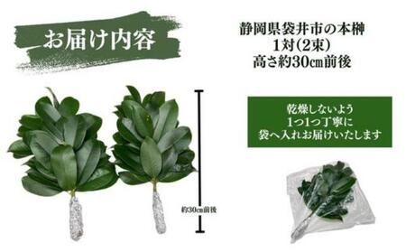 袋井市　出世榊　本榊　純国産　1対（2束）※1日、15日の交換に間に合うように配送　榊 さかき サカキ 神棚 お供え 国内産 日持ち 大きい 艶やか 静岡県