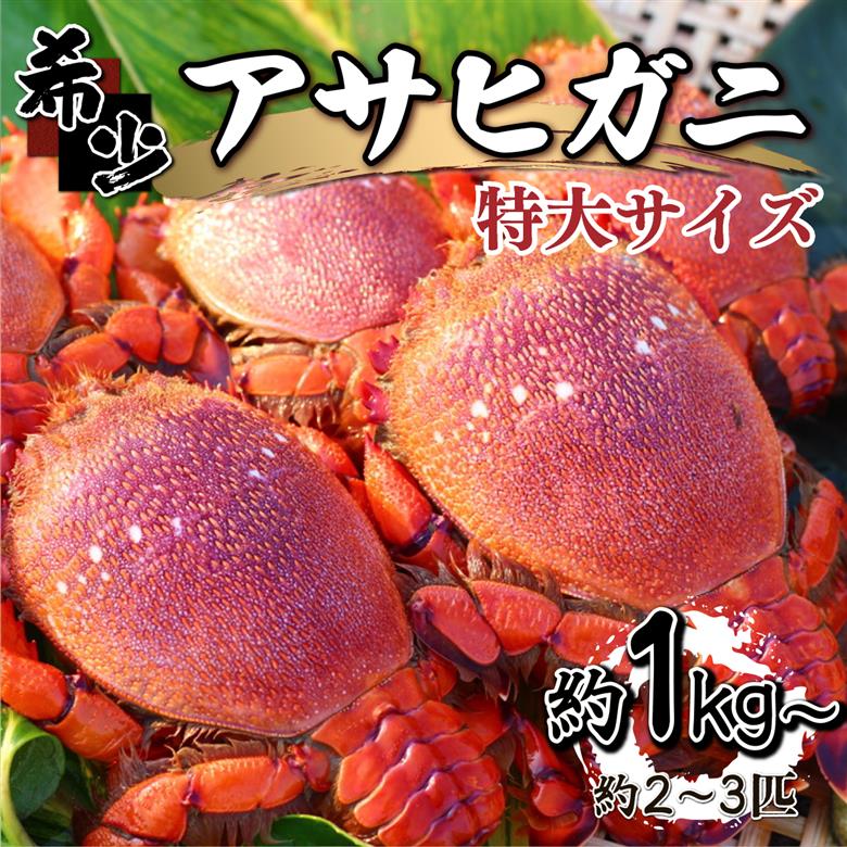 HRAGT-1 宮崎県串間産アサヒガニ 特大サイズ(計約1kg・2～3匹)【合同会社Houryoumaru】