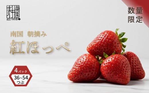 先行予約 いちご 紅ほっぺ 贈答品 2箱（4パック：36～54粒） 2026年1月発送開始 | 高級 厳選 こだわり 贅沢 贈り物 ギフト プレゼント 限定 お取り寄せ 苺 いちご 果物 くだもの フルーツ 人気 旬 甘い 大粒 高糖度 産地直送 期間限定 高知県 南国市