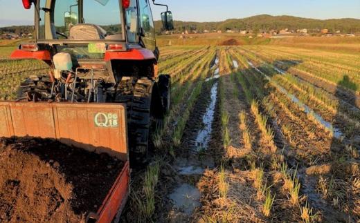 新潟県認証特別栽培米 下田コシヒカリ 20kg 令和7年産 三条市産 こしひかり [堀江農園]【042S010】