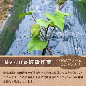 【予約：2025年10月下旬から順次発送】北の果てのサツマイモ ハロウィンスイート ※土付き ( 北海道 野菜 芋 さつま芋 さつまいも サツマイモ 期間限定 数量限定 )【133-0001-2025