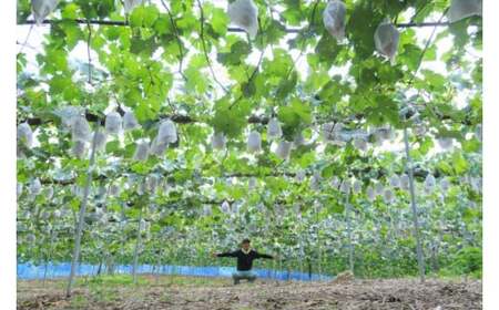 林農園 シャインマスカット 約1kg 2房 【先行予約 10月上旬から順次発送】