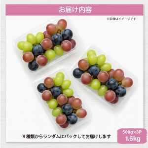 彩り豊かな完熟ぶどう バラ粒パックセット 1.5㎏【tbb02】
