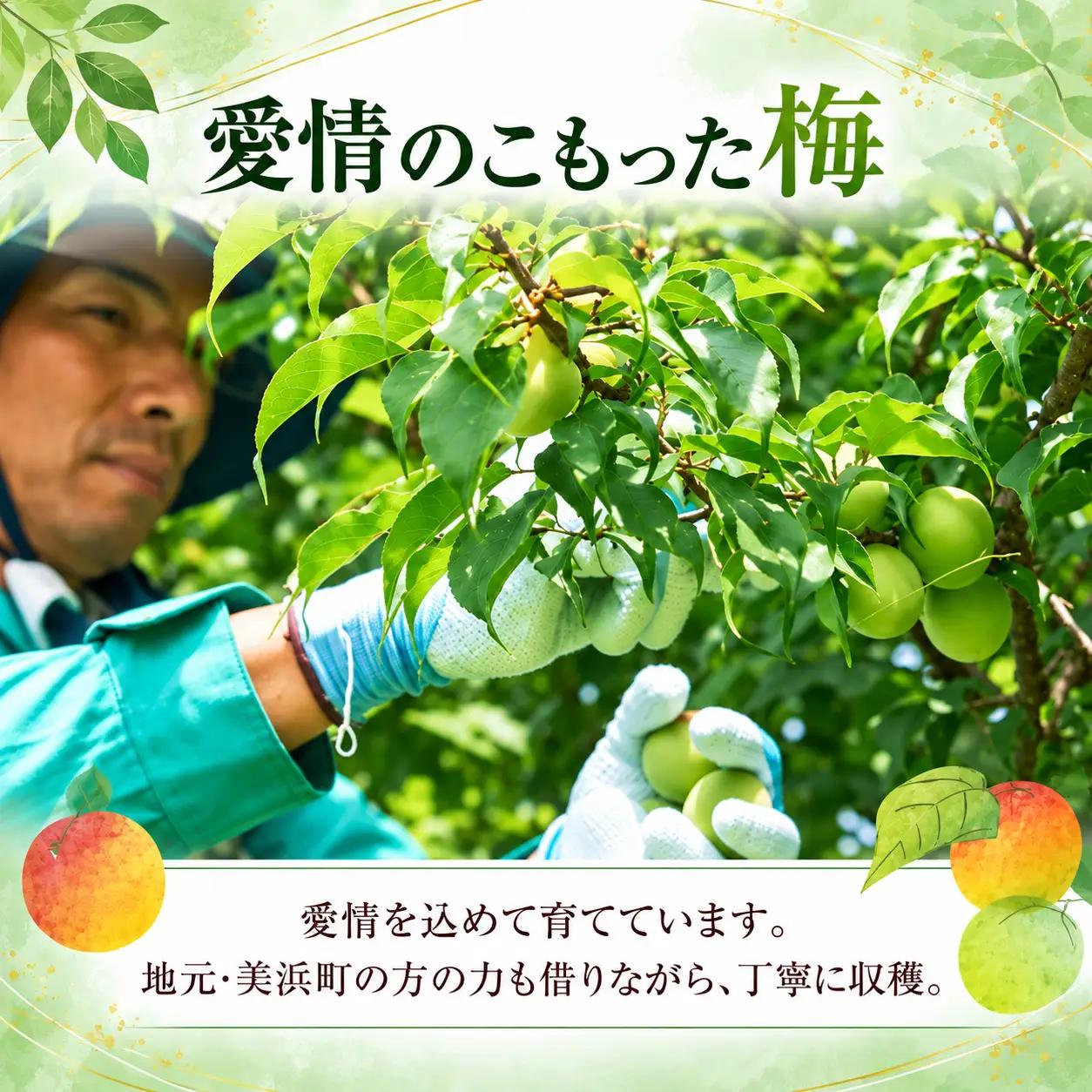國盛 ノンアルコール梅酒 Ｕ＆Ｍｅ 1ケース（200ml×30本） | 愛知県 美浜町
