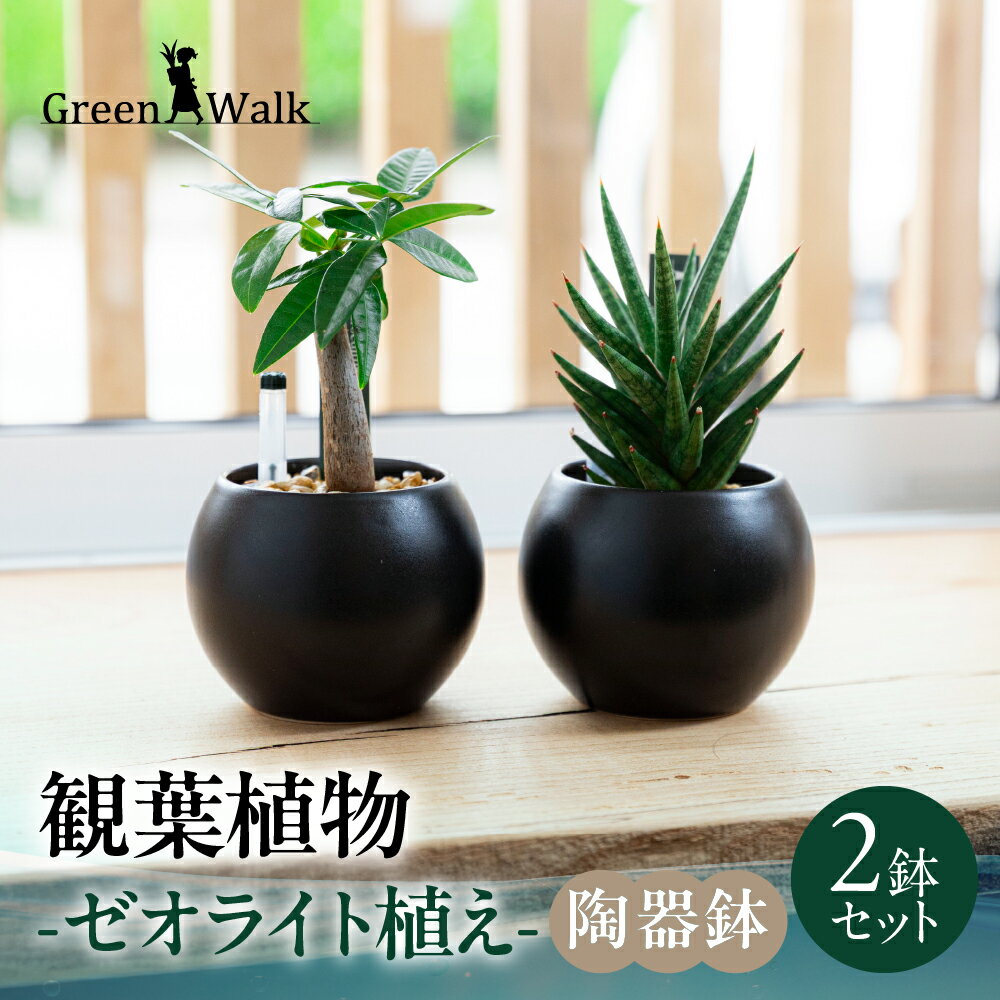 【ふるさと納税】観葉植物 2鉢セット 陶器鉢（ブラックバルーン）ゼオライト植え ゼオライト ハイドロカルチャー 観葉植物 植物 インテリア グリーン 緑 おしゃれ 可愛い ミニ 小さい 簡単 初心者 初心者向け 送料無料 雑貨 お洒落 セット 愛知県 豊橋市