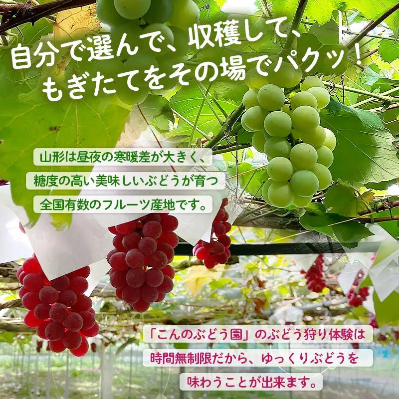 ぶどう狩り体験 (小学生以下2名まで利用) FY26-093