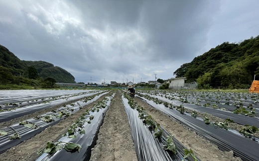 先行予約【訳あり】サツマイモ（シルクスイート）５ｋｇ 農薬化学肥料不使用（土付き）【R00103】