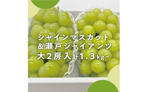 
            2024年発送！厳選大粒瀬戸ジャイアンツ＆シャインマスカット2房　計1.3kg　秋の人気品種食べ比べ ぶどう ブドウ シャインマスカット 社員マスカット 瀬戸ジャイアンツ 葡萄 デザート フルーツ 果物 くだもの 果実 食品 TY0-0847
          