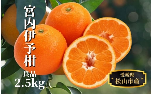 【宮内伊予柑】良品 約 2.5kg ＜2026年2月～3月中旬頃発送＞ （ 愛媛産 愛媛県産 国産 愛媛みかん 愛媛蜜柑 愛媛ミカン みかん ミカン mikan 蜜柑 柑橘 フルーツ 果物 くだもの お取り寄せ 産地直送 数量限定 人気 おすすめ 愛媛県 松山市 送料無料 ）