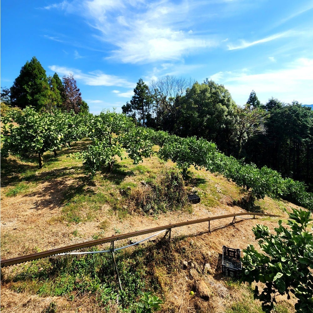 土佐文旦　家庭用　約１０キロ（１４～２２玉）