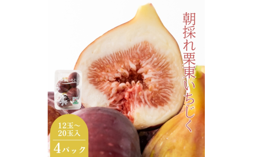 【先行予約受付中】朝採れ栗東いちじく4パック(12～20玉)2025年7月末～順次出荷 | 朝採れ ハウス栽培 果物 フルーツ いちじく いちぢく 無花果 イチジク 完熟 生 先行予約  滋賀県 栗東市