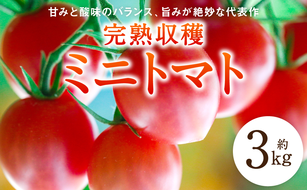 【先行予約】【甘みと酸味のバランス、旨みが絶妙な代表作】完熟収穫ミニトマト 約3kg トマト 甘い 野菜 旬 サラダ【2024年11月上旬より順次発送】