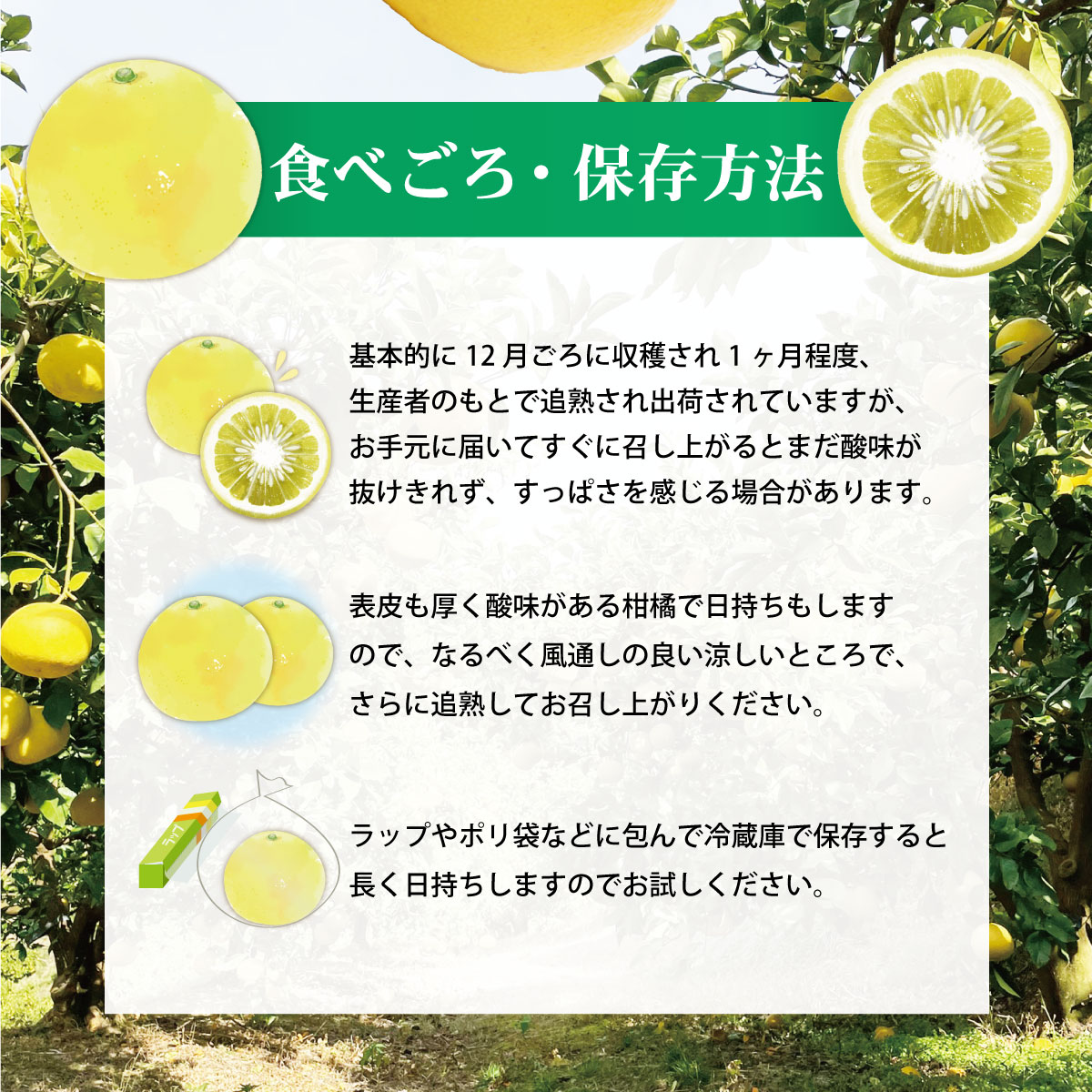 【先行予約】数量限定！【訳あり】土佐文旦（ぶんたん）家庭用（M～5L）約10kg 〈2027年2月中旬～発送〉 文旦 10キロ 土佐文旦発祥の地 約10～30玉 大玉 ぶんたん【株式会社とさもん】 [