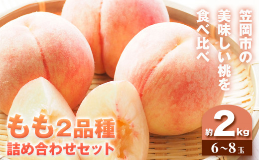 【2025年7月下旬発送】【先行予約】もも 桃 2品種詰め合わせセット 川中島白桃 白麗 サンゴールド 黄金桃 恵白 いずれか2品種をお届け 2kg 6～8玉 小寺農園《2024年7月下旬-8月中旬頃出荷》 岡山県 笠岡市 岡山県産 白桃 黄桃 モモ 果物 フルーツ 先行予約