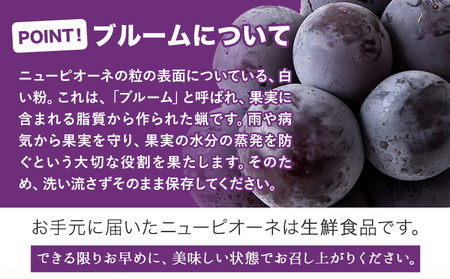 秀品 ニューピオーネ 約600g 1房 ピオーネ ぶどう