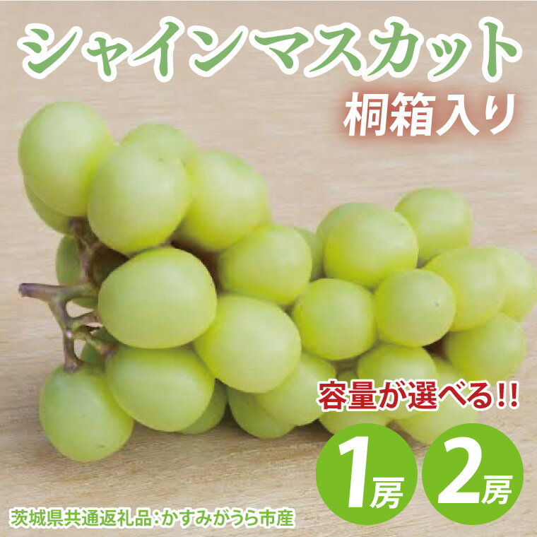 【ふるさと納税】【先行予約】【選べる】シャインマスカット桐箱入り1房～2房（茨城県共通返礼品：かすみがうら市産）※2025年8月初旬～2026年1月下旬頃に順次発送予定（CD042）