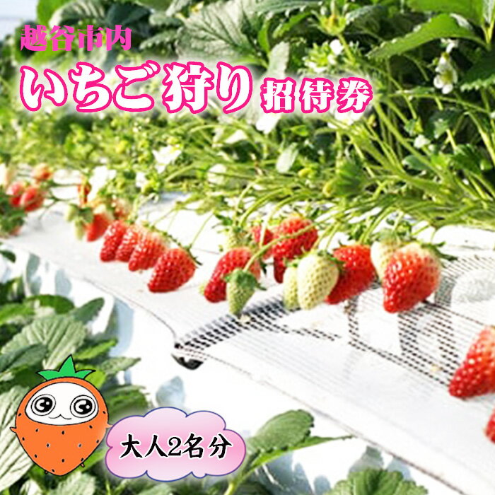 【ふるさと納税】越谷市内いちご狩り招待券（大人2名分） ／ いちご イチゴ 苺 いちご狩り イチゴ狩り 苺狩り チケット 利用券 体験 観光 旅行 家族 デート フルーツ 果物 新鮮 越谷産 観光農園 アクセス良 都心近く 送料無料 埼玉県 No.150