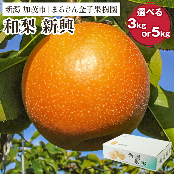 【ふるさと納税】【2026年先行予約】【贈答用】和梨 新興 選べる内容量 「3kg」or「5kg」《11月上旬から順次発送》 果物 なし 梨 フルーツ 新鮮 新潟のフルーツ産地 加茂市 まるさん金子果樹園