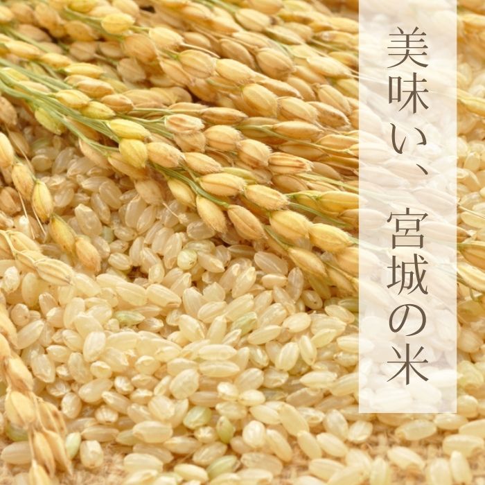 【先行予約】【 令和8年産米】 ササニシキ 玄米 30kg × 1袋 ささにしき 【2026年10月中旬～順次発送】米 ご飯 ごはん おにぎり お弁当 令和8年産 お米 おこめ 宮城県 東松島市 オン