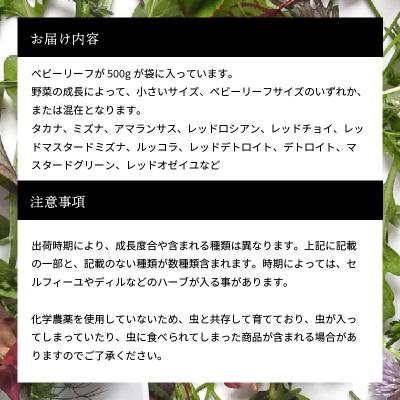 ふるさと納税 三原市 【世界の料理人が惚れ込む】広島・梶谷農園のハーブ ベビーリーフ 500g [168-001] |  | 02