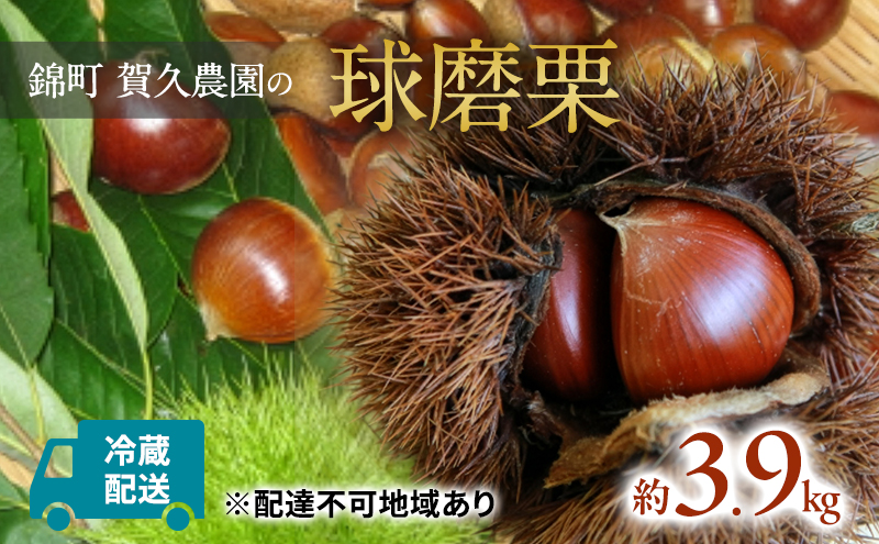栗 草生栽培で育てた賀久農園の球磨栗 約3.9kg 2026年発送 配送不可 離島 果物類 くり 
