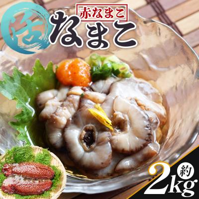 ふるさと納税 香南市 活ナマコ 2kg 赤ナマコ - 国産 産地直送 赤なまこ なまこ ナマコ 海産 海鮮 eb-0052