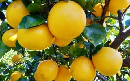 訳あり 愛南ゴールド（河内晩柑) 2kg 柑橘 愛南ゴールド 青果市場