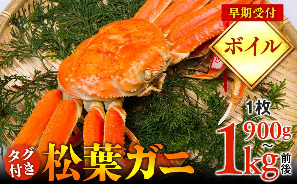 【早期受付】【ボイル】タグ付き松葉ガニ　特大1枚（900g～1kg前後）《かに カニ 蟹》※着日指定不可※2025年11月上旬頃から順次発送予定