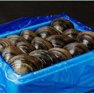 ふるさと納税 むかわ町 鵡川漁協発!特選ホッキ貝(2.5kg) |  | 03