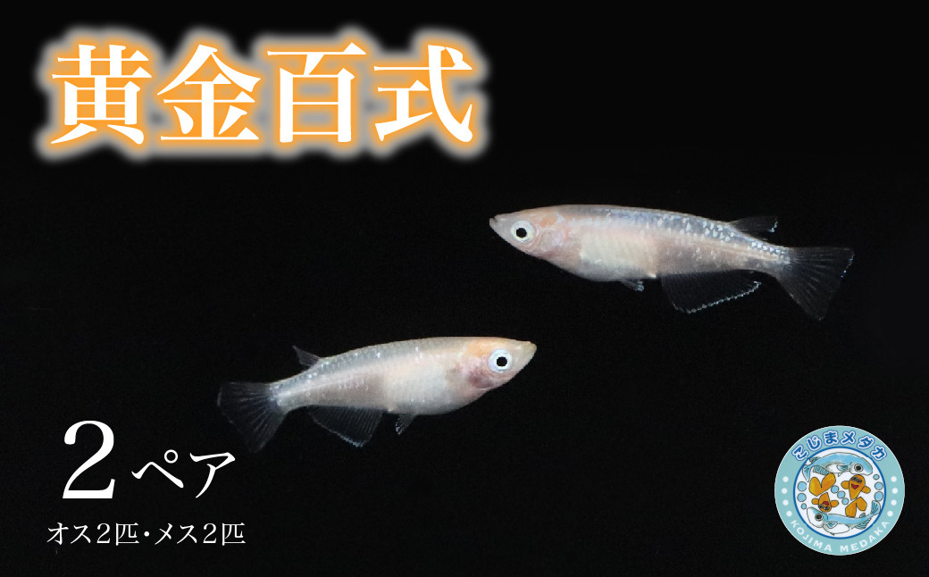 黄金百式　2ペア