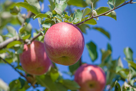 りんご 【11月～3月発送】 ねぷたりんご バラエティーセット 贈答用 約 3kg 【 品種おまかせ  弘前市産 青森りんご  果物類 フルーツ デザート スイーツ ジューシー 詰め合わせ  】