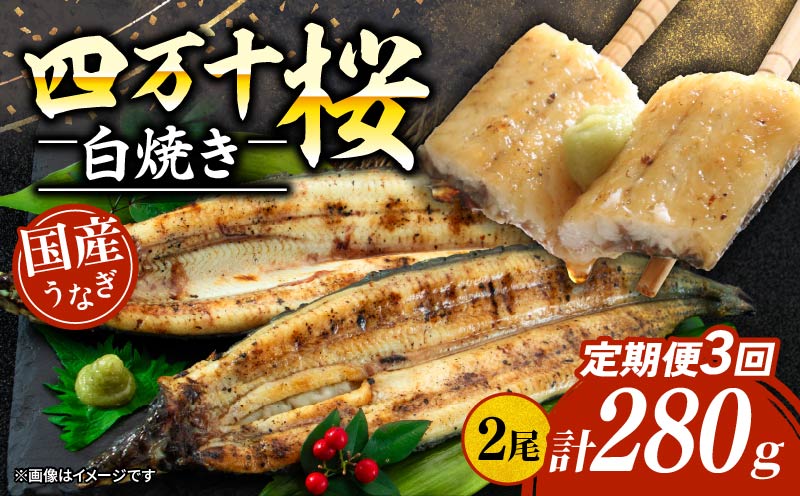 【通常用】【3回定期便】極上国産うなぎ四万十桜 白焼き約140g×2尾 | うなぎ 鰻 ウナギ 白焼き 定期便 国産 四万十鰻 ウナギ 蒲焼き 調理済み タレ付き 頒布会 ギフト（お歳暮/お正月）高級 お取り寄せ グルメ 食べ比べ 冷凍