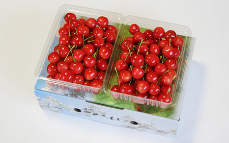 《先行予約》 山形県産 さくらんぼ 佐藤錦 バラパック詰 秀 Ｌ玉以上 1kg (500g×2) 2025年6月中旬から順次発送 果物 フルーツ nf-snbpx500x2