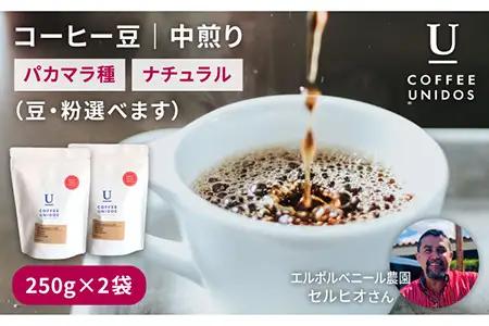 【年内発送】中煎り コーヒー 豆 250g × 2袋 （ 豆 ・ 粉 選べます ） エルポルベニール農園 パカマラ種 ナチュラル 《糸島》 【COFFEE UNIDOS】 [AQF004]