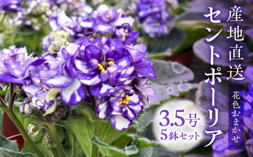 【ふるさと納税】産地直送 セントポーリア5鉢セット 四季咲き 花　家庭菜園 3.5号鉢 ポット苗 母の日 人気 おまかせ 室内　初心者　栽培　鉢植え　送料無料　ロイヤルグリーン　ガーデニング　土　趣味　癒し　新居　自分用　プレゼント[mt1773]　15000円 2万円以内