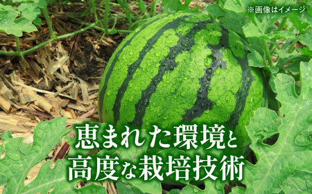 【先行予約】 大玉スイカ 3Lサイズ　2玉入り 約16kg すいか 大玉 熊本 フルーツ 野菜 果物 【日本フルーツ株式会社】[ZFJ046]