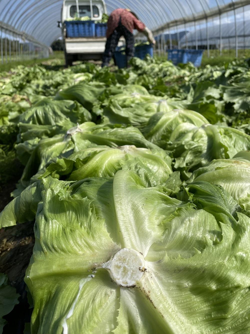 【先行予約 2026年1月以降発送】 畑直送　花園レタス　6個入り（2Lサイズ）