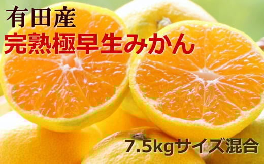 
            ZD92026n_【2025年先行予約】【手選別】紀州 有田の 完熟 極早生みかん 7.5kg（サイズ混合）
          
