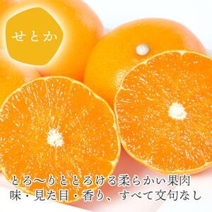 【2025年2月以降発送】とろける濃厚柑橘 せとか 贈答用 ギフトボックス入り【1360096】