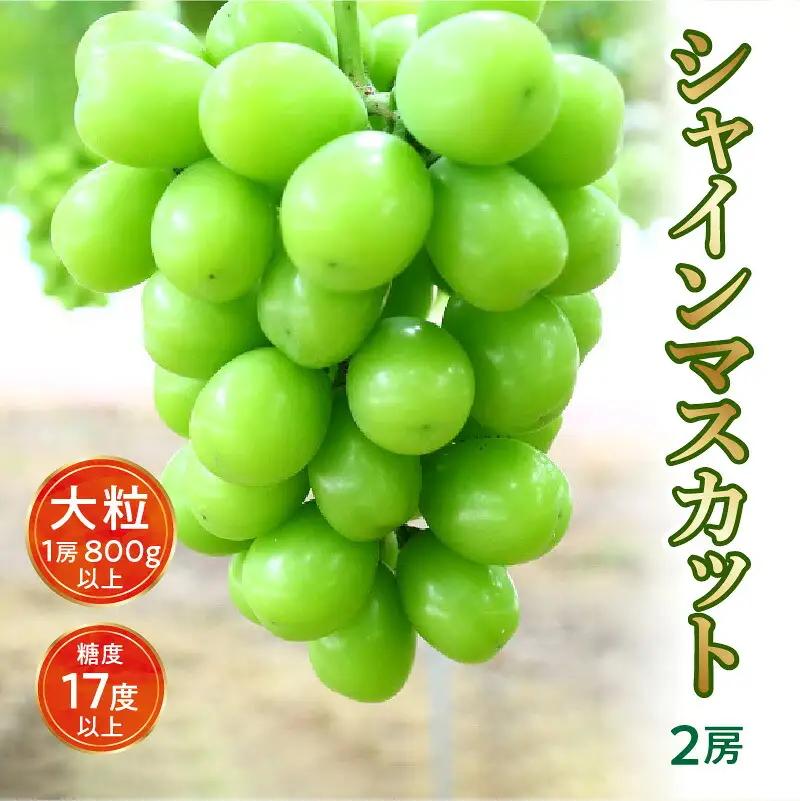 【ふるさと納税】【8月中旬より発送】シャインマスカット大粒 2房【800g以上】【糖度17度以上】