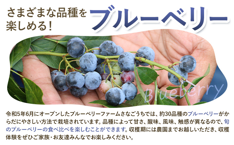 令和8年度果樹オーナー権（ブルーベリー）
