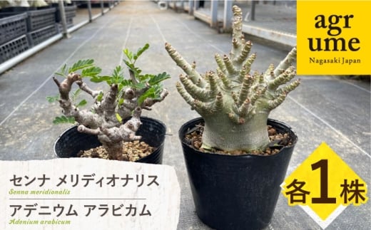 センナ メリディオナリス ＆ アデニウム アラビカム 各1株 Senna meridionalis & Adenium arabicum 長与町/アグリューム [EAI246]