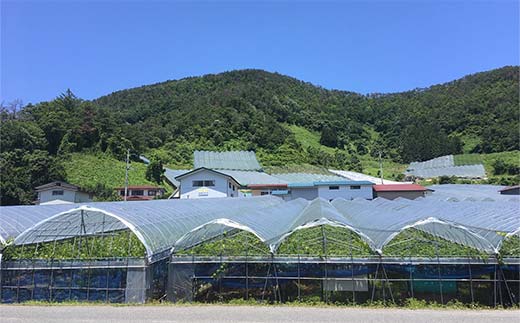 【令和7年産先行予約】 シャインマスカット 600g前後 (1房) 