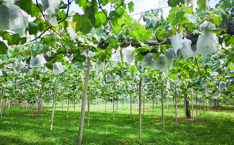 早期受付 ぶどう 晴れの国 ピオーネ 2kg（４～５房）化粧箱入り 岡山県 高梁市 ブドウ 葡萄 果物 フルーツ 