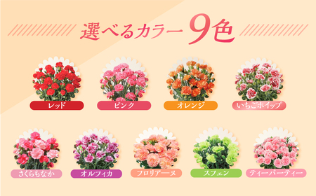 《母の日までにお届け》【オルフィカ】カーネーション 鉢植え 5号鉢 花 フラワー ギフト 母の日 贈り物 プレゼント 母 ママ お母さん ありがとう 感謝 贈答 鉢