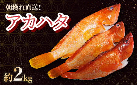 KU015 ＜2025年7月より順次発送＞宮崎県串間産アカハタ(計約2kg・4～8匹)延縄漁による朝どれ高級魚を漁師直送！